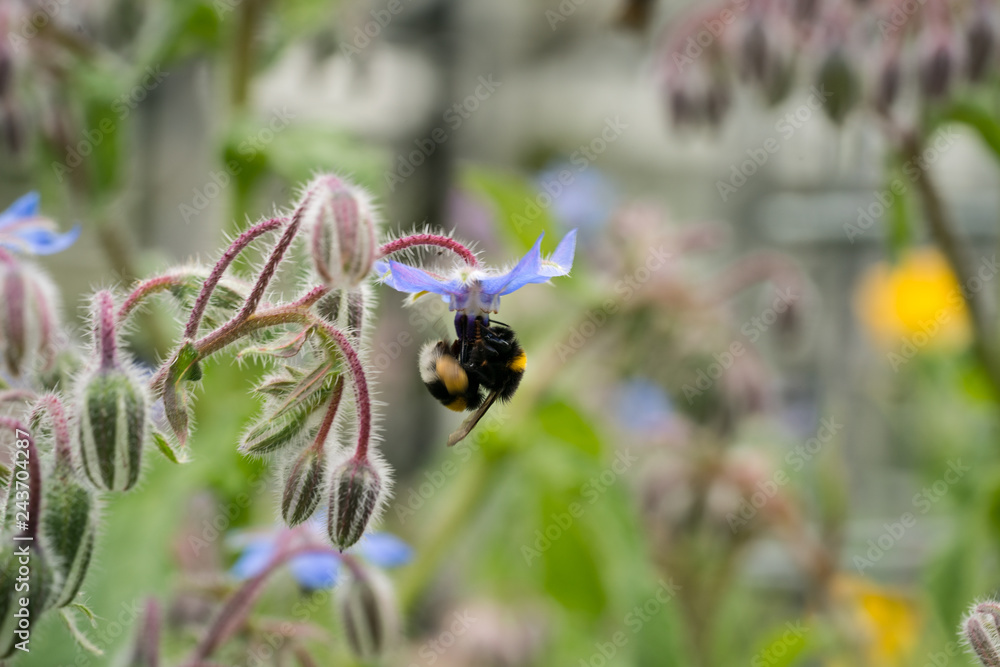 Bumblebee on borago officinalis flower, also known as a starflower, is an annual herb in the flowering plant family Boraginaceae Bumblebee on borago officinalis flower, also known as a starflower, is an annual herb in the flowering plant family Boraginaceae