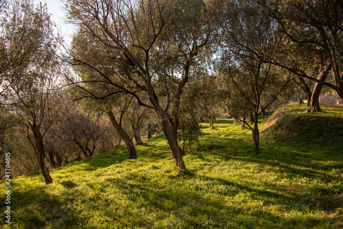Uliveto nella Liguria di Ponente