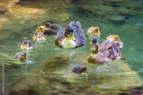 Cute family of ducks in the river of Akchour, Morocco © Stefano Zaccaria