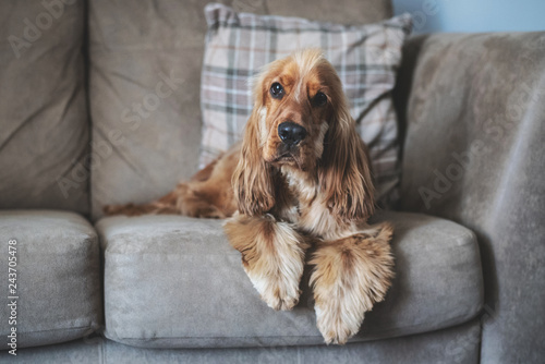 Obraz na płótnie Cocker Spaniel Relaxing on Sofa