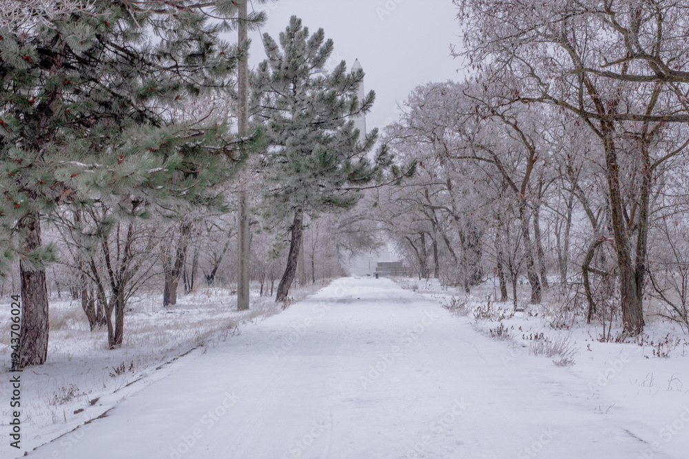 Winter weather day, snow trees background Winter weather day, snow trees background