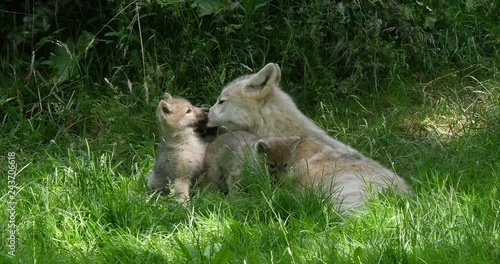 Arctic Wolf, canis lupus tundrarum, Mother and Cub, Real Time 4K photo