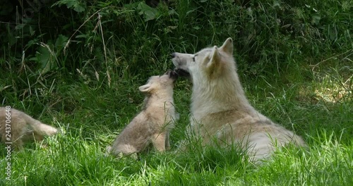 Arctic Wolf, canis lupus tundrarum, Mother playing with Cub, Real Time 4K photo