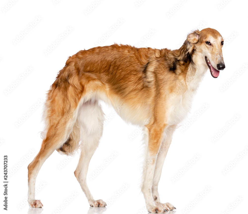Russian borzoi, Russian hound greyhound Dog Isolated on White Background in studio Russian borzoi, Russian hound greyhound Dog Isolated on White Background in studio