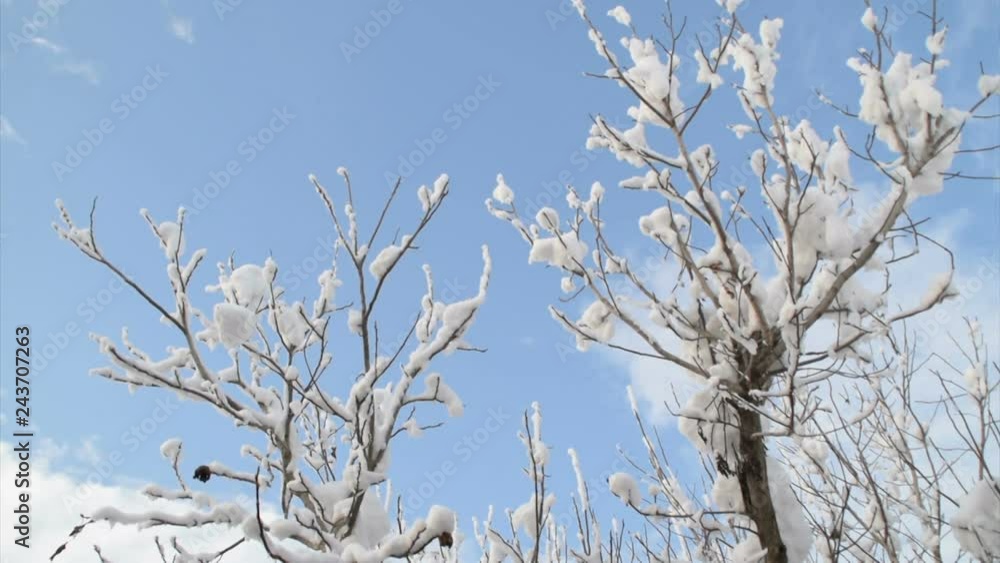 winter blue sky and covered walnut branches with snow winter blue sky and covered walnut branches with snow