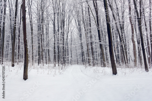 forest in a winter