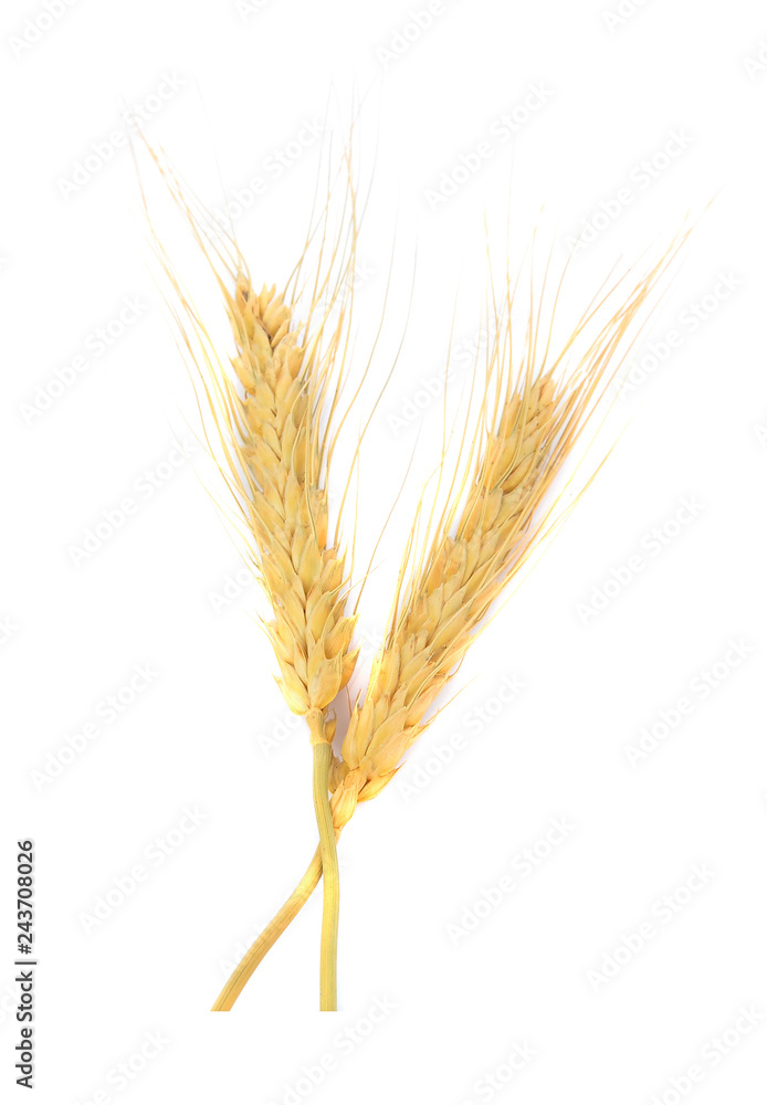 Wheat,balay isolated on white background Wheat,balay isolated on white background