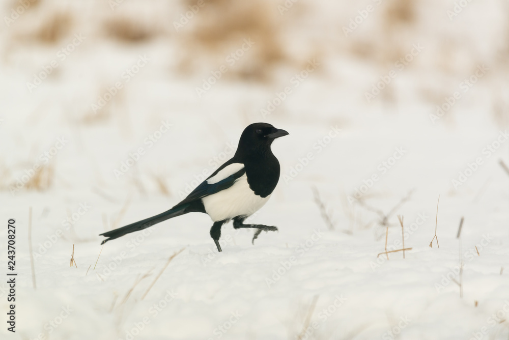 Photo of magpie bird on the snow Photo of magpie bird on the snow