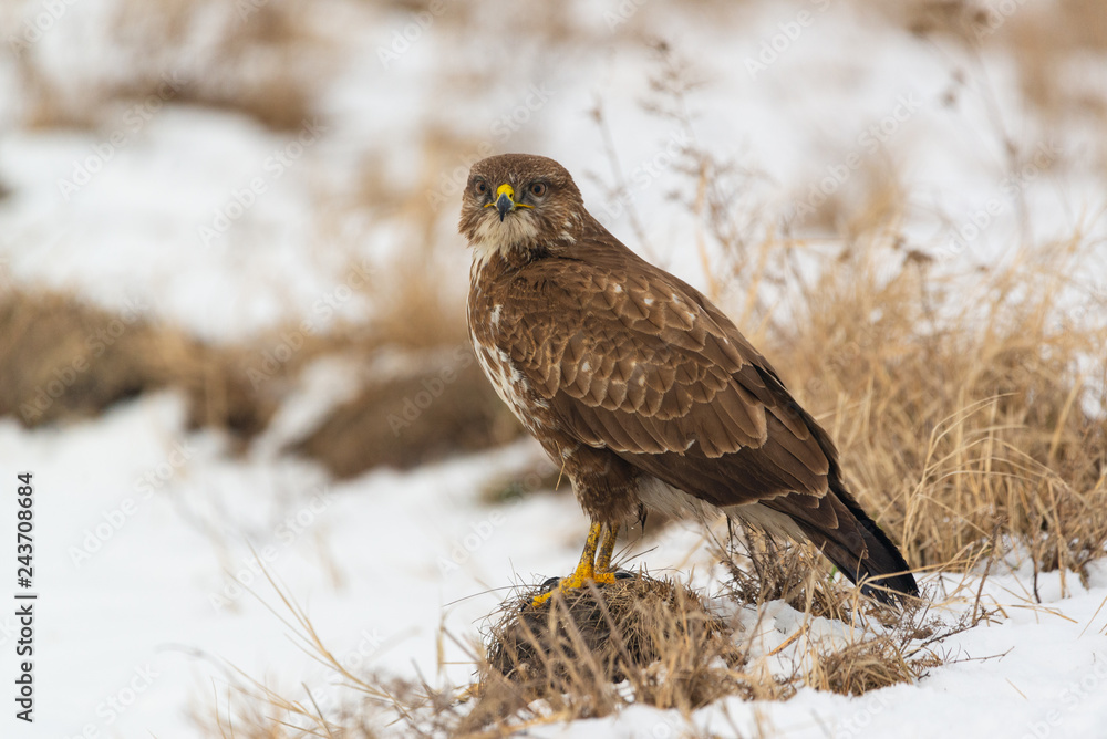 Common buzzard buteo buteo on winter field Common buzzard buteo buteo on winter field