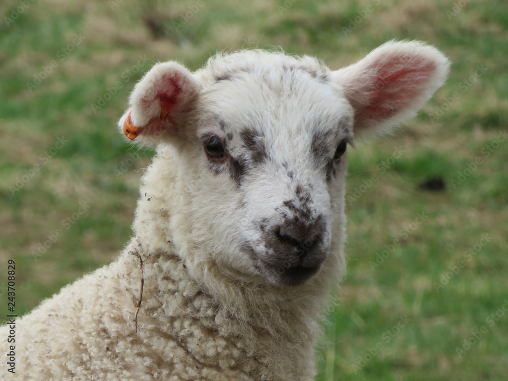 Naklejka premium Lamb Face