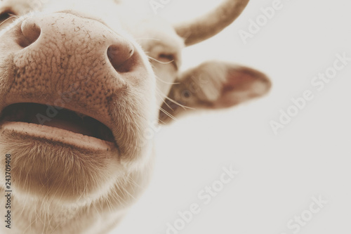 Rustic style closeup portrait of cow with big nose looking funny.  Agriculture farm animal image.