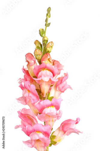 Canvas Print Single stem of pink and white snapdragon flowers isolated
