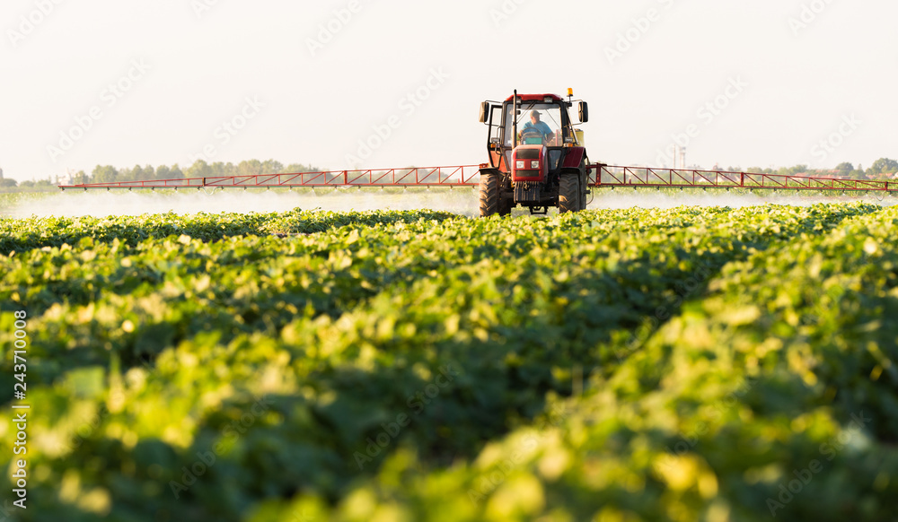 Farmer on a tractor with a sprayer makes fertilizer for young vegetable Farmer on a tractor with a sprayer makes fertilizer for young vegetable