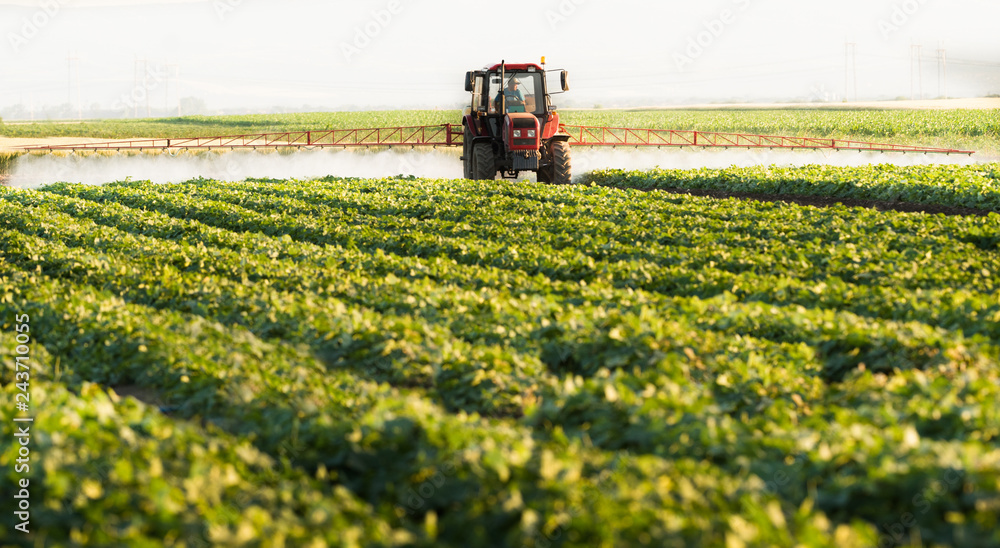 Fototapeta premium Farmer on a tractor with a sprayer makes fertilizer for young vegetable