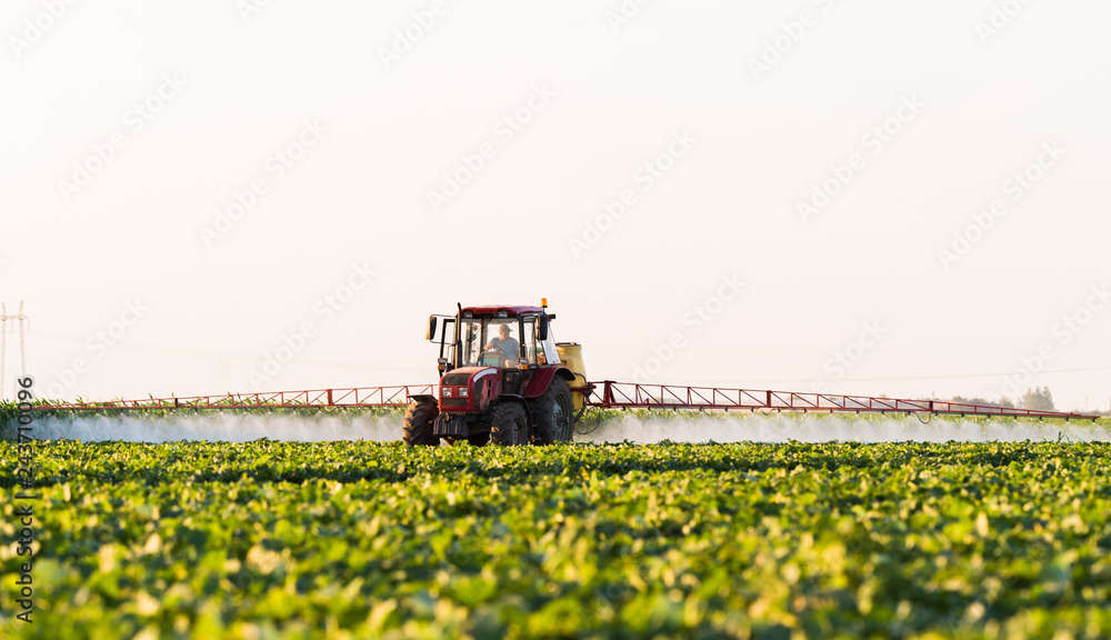 Fototapeta premium Farmer on a tractor with a sprayer makes fertilizer for young vegetable