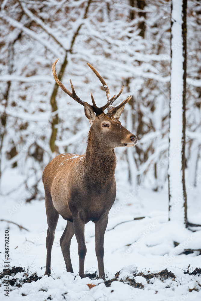 Red Deer Cervus elaphus buck in the winter forest Red Deer Cervus elaphus buck in the winter forest