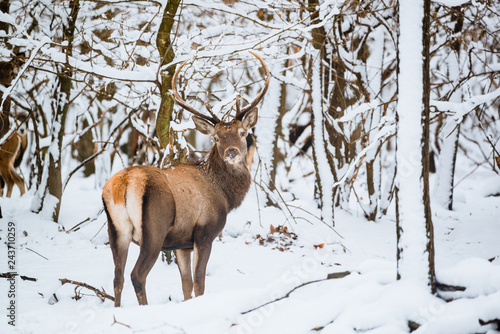 Red Deer Cervus elaphus buck in the winter forest