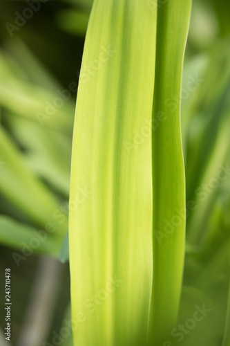 closeup of green leaf background texture vertical yukka