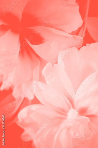 Pastel  white flowers and petals background.