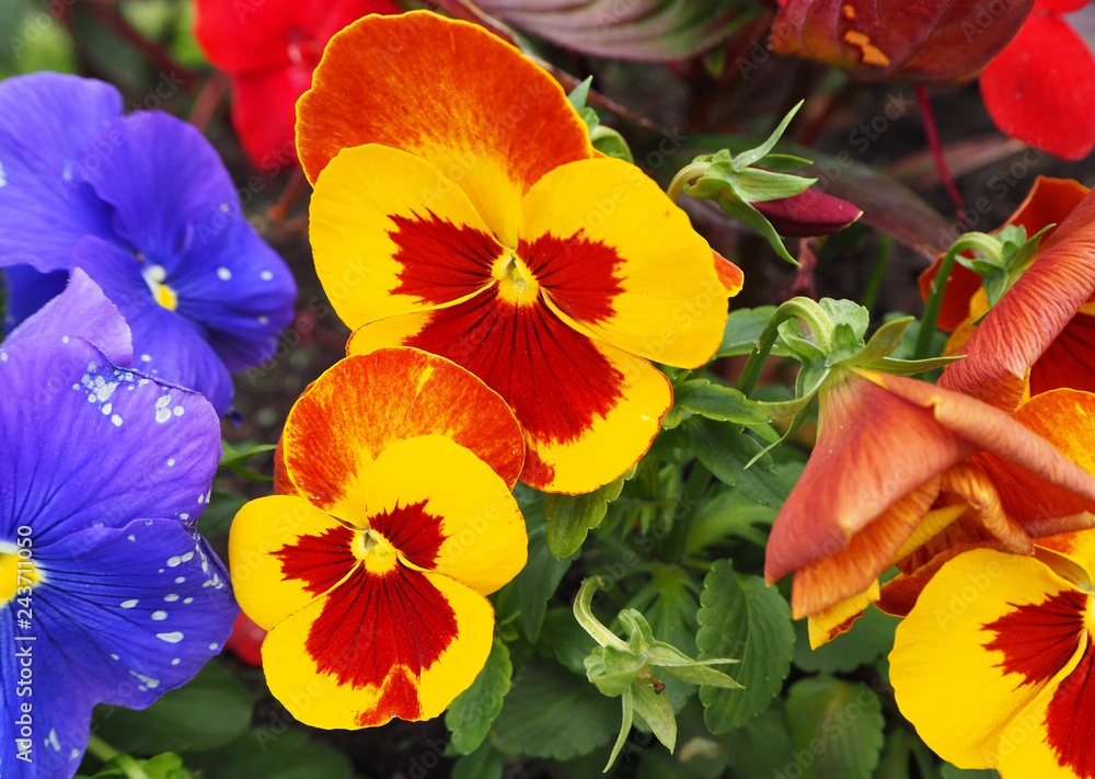 Pansy flower yellow, orange, red and purple with green leaves Pansy flower yellow, orange, red and purple with green leaves