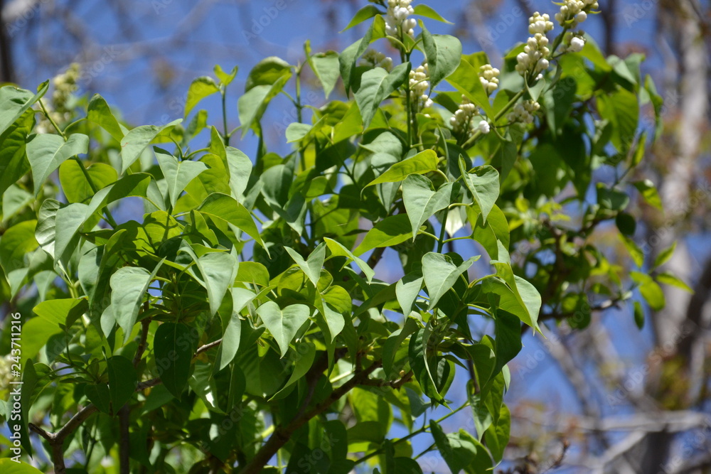 branch of a tree