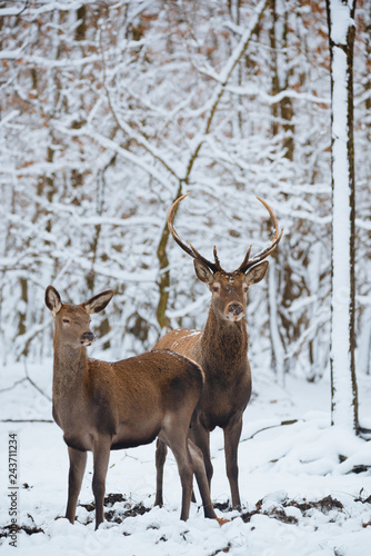Female and Buck Red deer in the winter forest