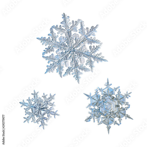 Three snowflakes isolated on white background. Macro photo of real snow crystals: elegant stellar dendrites with ornate shapes, fine hexagonal symmetry, thin, long arms and complex inner patterns.