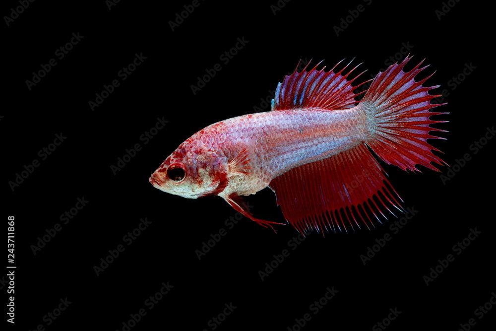 Obraz premium Siamese fighting fish red fish on a black background, Halfmoon Betta