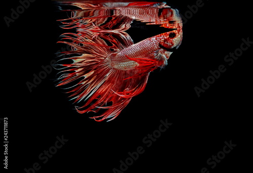 Siamese fighting fish red fish on a black background, Halfmoon Betta