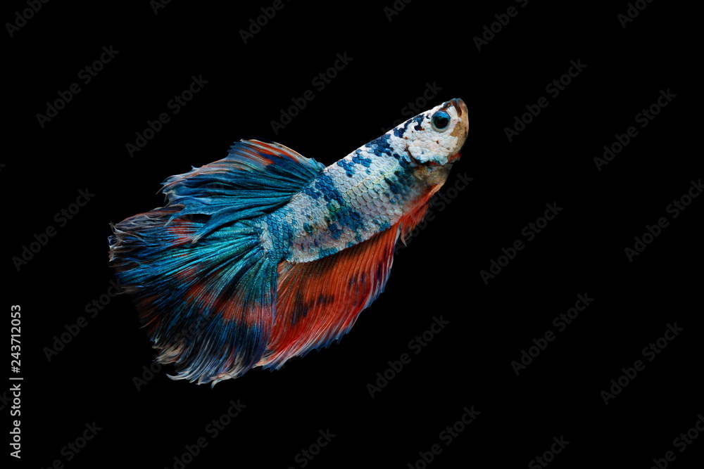 Fototapeta premium Siamese fighting fish colorful fish on a black background, Halfmoon Betta.