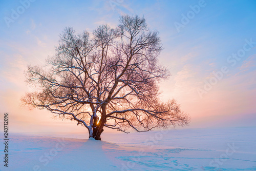 tree in winter at sunset © nikface