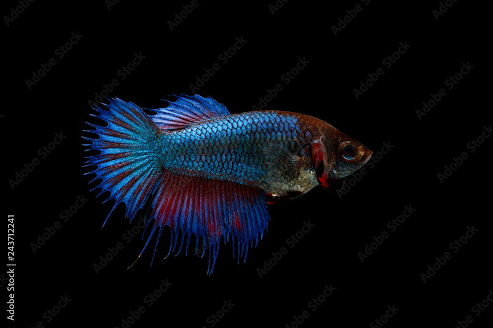 Siamese fighting fish colorful fish on a black background, Halfmoon Betta. Siamese fighting fish colorful fish on a black background, Halfmoon Betta.