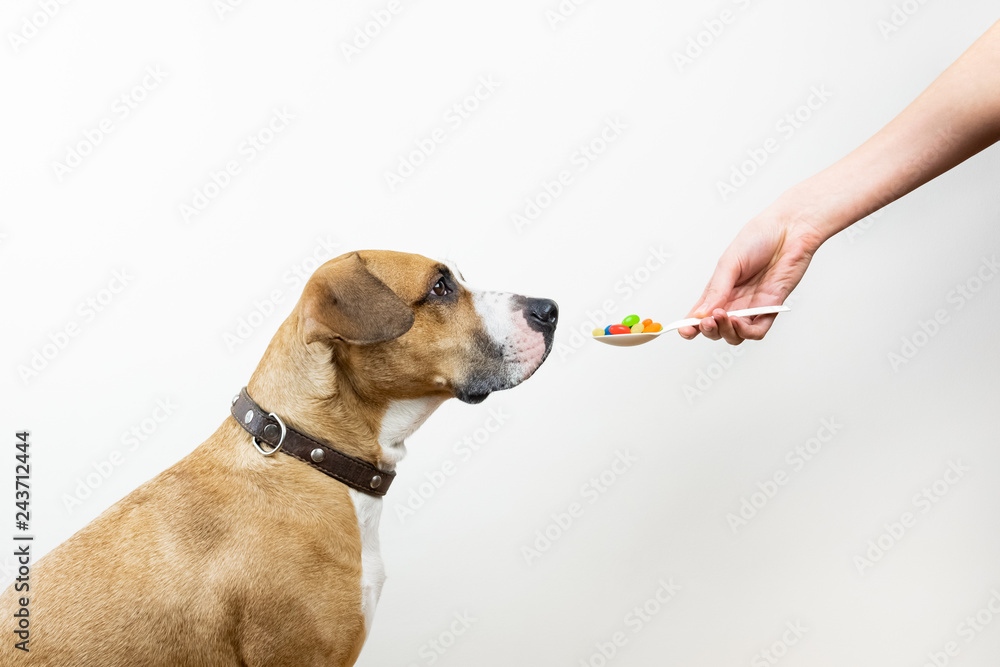 Giving spoon with medicine pills to a dog. Female hand gives a spoon full of vitamins or drugs to the pet, concept of pet health care Giving spoon with medicine pills to a dog. Female hand gives a spoon full of vitamins or drugs to the pet, concept of pet health care