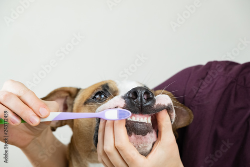 Brushing the dog's teeth. Pet owner cleans teeth of a dog with a toothbrush, concept of care about health and cleanliness of pet's teeth