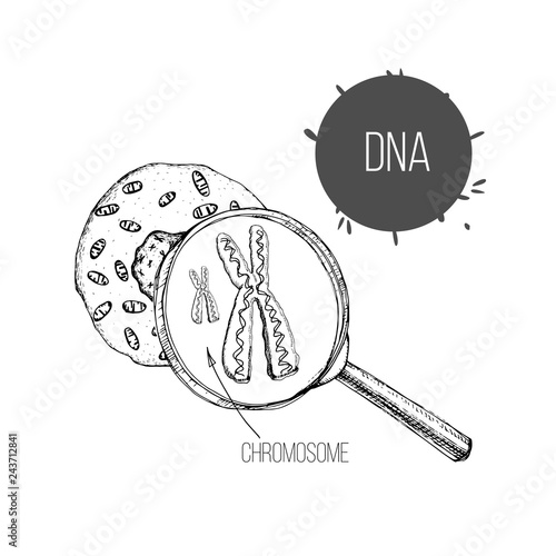 illustration of hand drawn sketch the structure of DNA under magnifier. Drawing genetic engineering. Cell structure.
