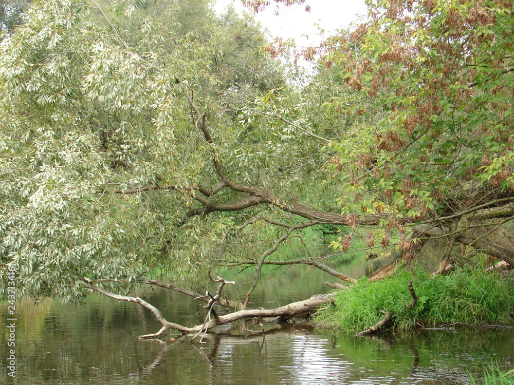 tree in water