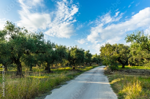Greece, Zakynthos, Road between ancient olive tree forest and blue sky