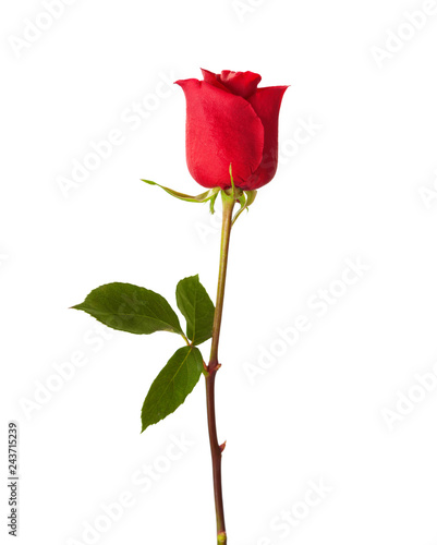 Obraz na płótnie Red rose isolated on white background. w salonie