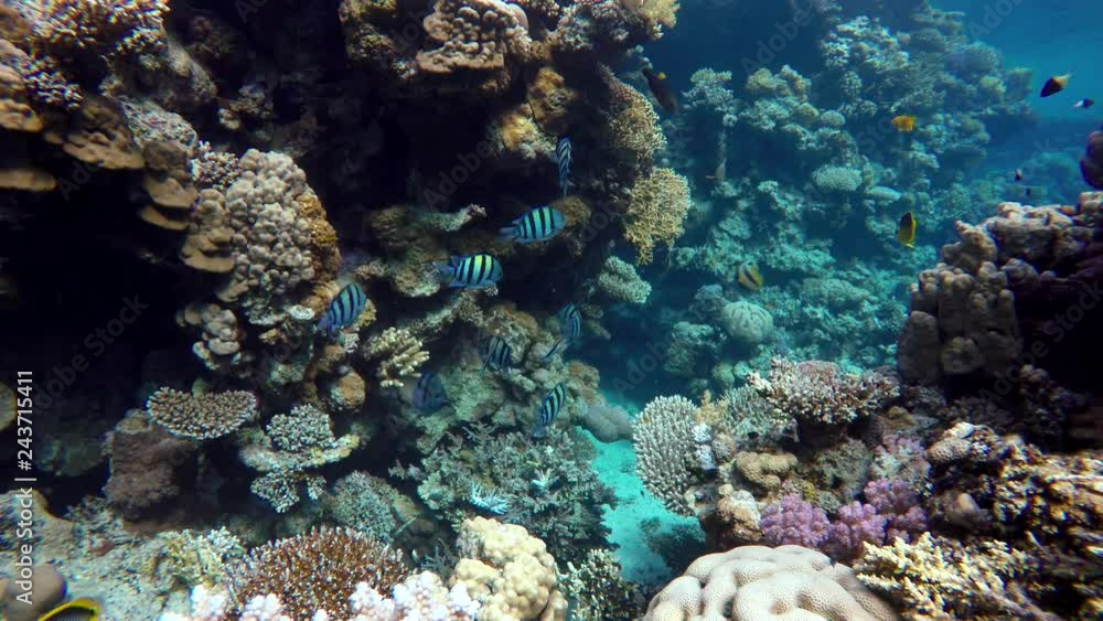 Video shooting at a shallow depth. The corals and tropical fish. Video shooting at a shallow depth. The corals and tropical fish.