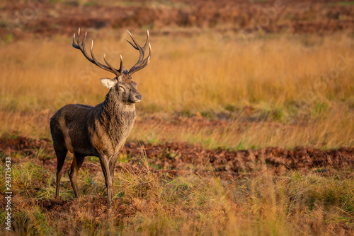 UK Red Deer