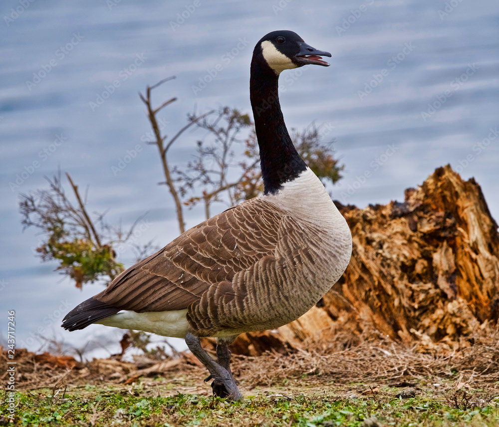 Obraz premium geese