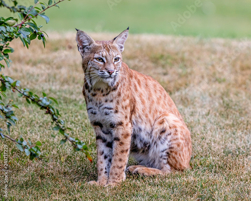 Bobcat in a Calgary park © imaton