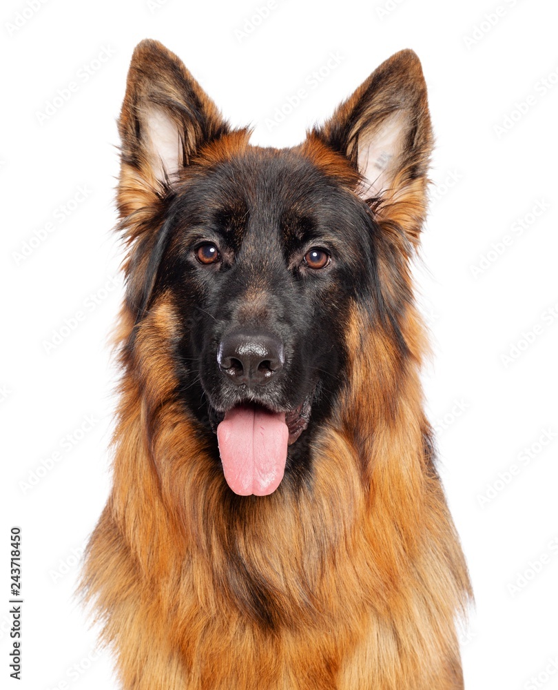 German Shepherd Dog  Isolated  on White Background in studio