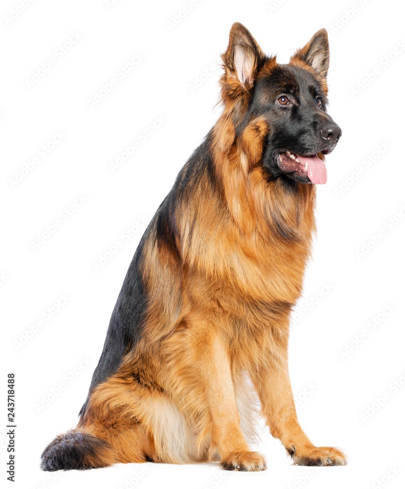 German Shepherd Dog Isolated on White Background in studio German Shepherd Dog Isolated on White Background in studio
