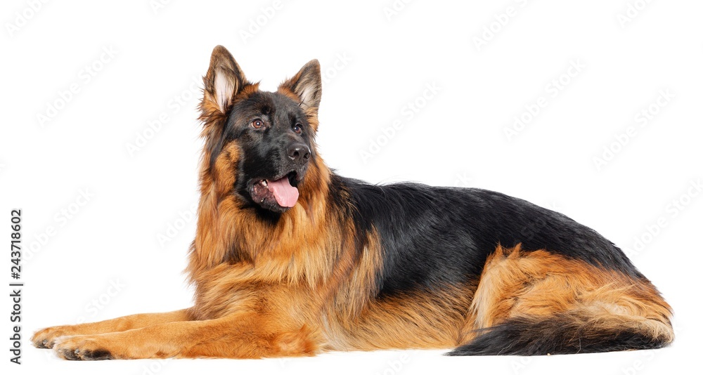 German Shepherd Dog Isolated on White Background in studio German Shepherd Dog Isolated on White Background in studio