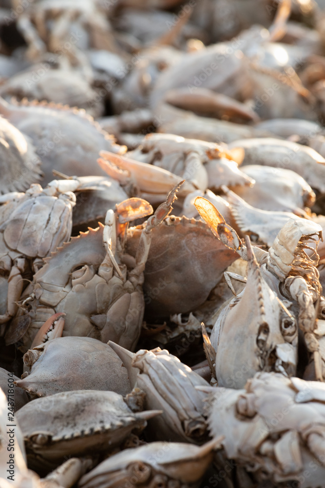 Empty crab shells making piles by Vistonida lake in Rodopi, Greece Empty crab shells making piles by Vistonida lake in Rodopi, Greece