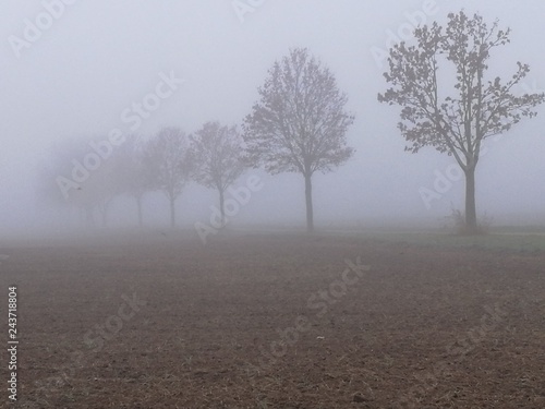 Nebel B  ume auf den Feldern am Morgen