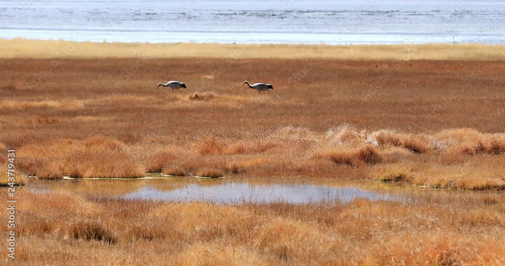 Environment and nature wildlife of Ladakh highlands. Wild cranes on shore of Tso Kar lake in northern India Environment and nature wildlife of Ladakh highlands. Wild cranes on shore of Tso Kar lake in northern India