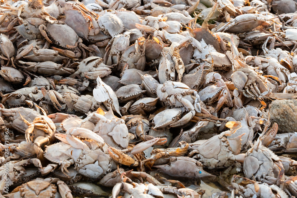 Empty crab shells making piles by Vistonida lake in Rodopi, Greece Empty crab shells making piles by Vistonida lake in Rodopi, Greece