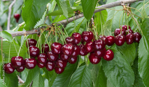 Great harvest of ripe red cherries on a tree branch. Selective focus.